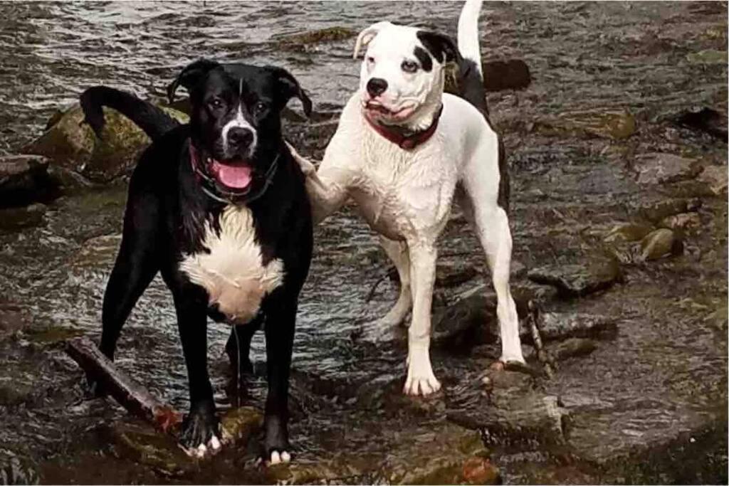 Roscoe Cottage Pet Friendly Esterno foto